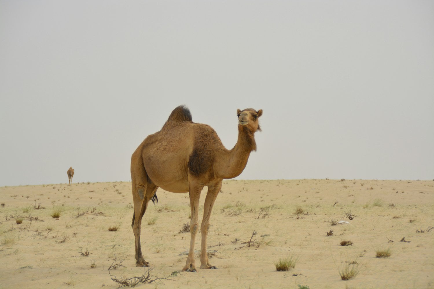 Dromedario En Desierto