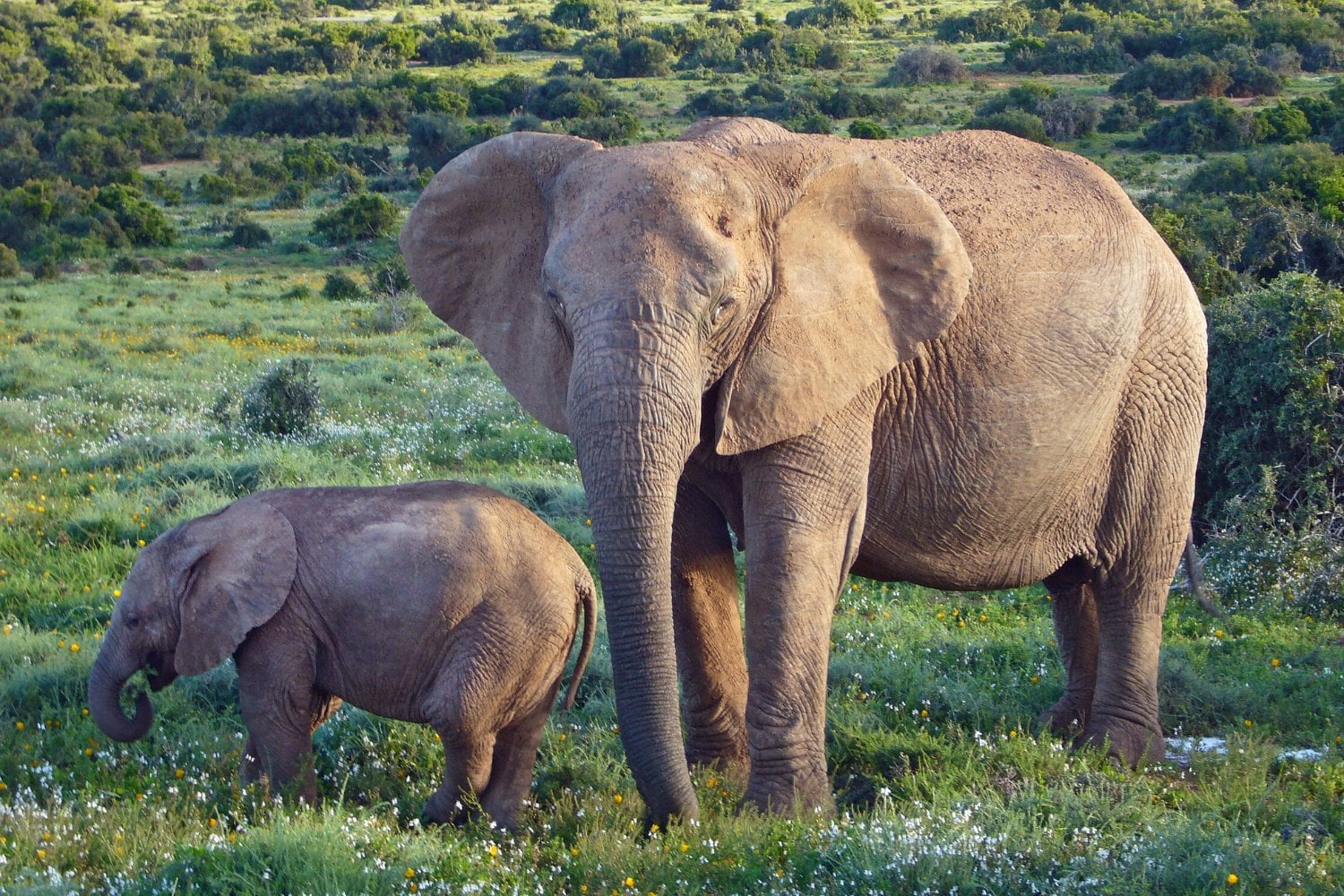 Elefante Africano De Sabana