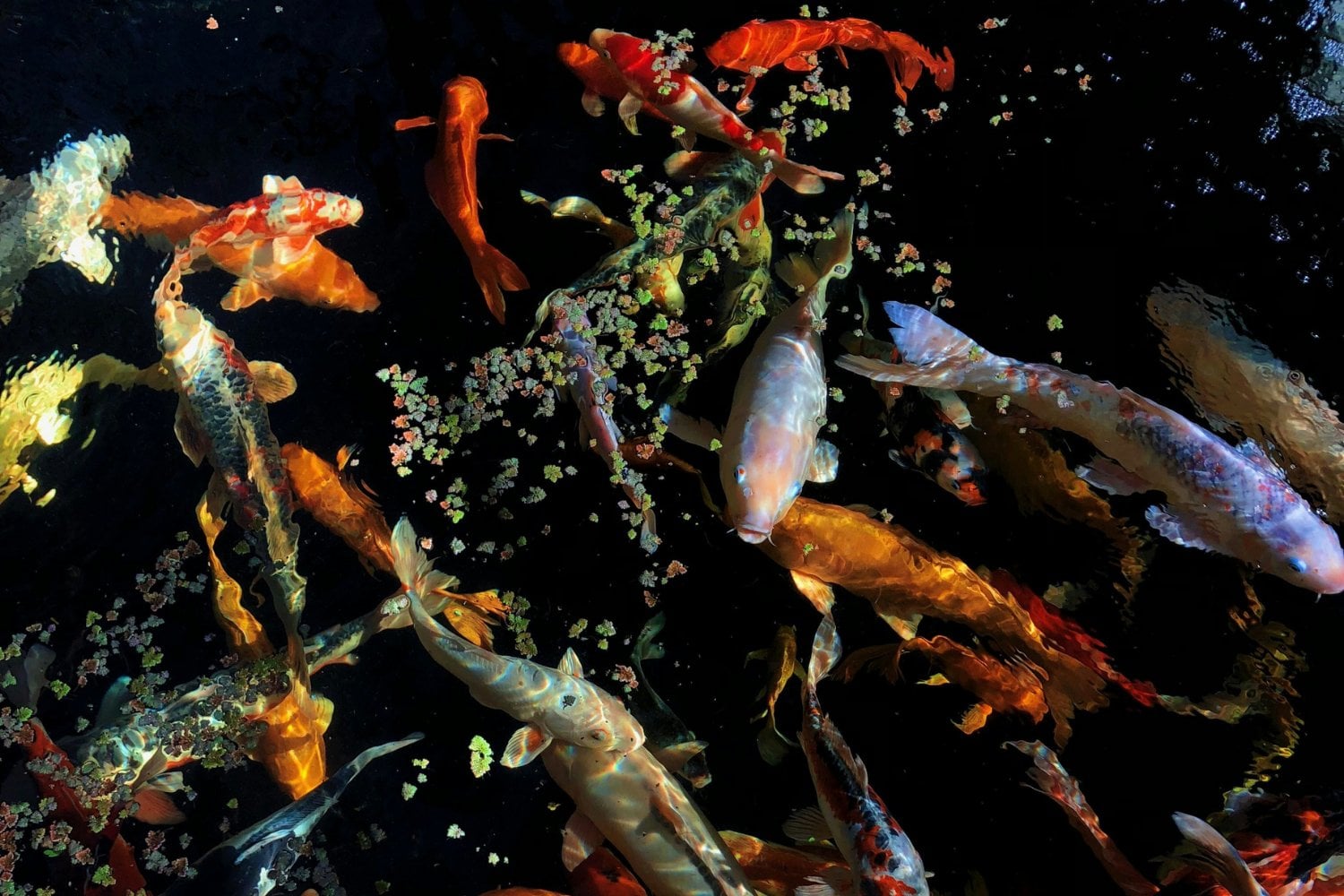 Fauna Marina