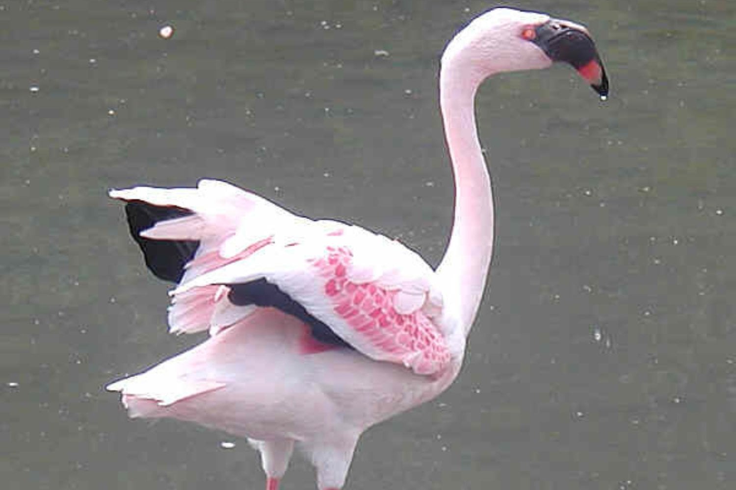 Flamenco Enano