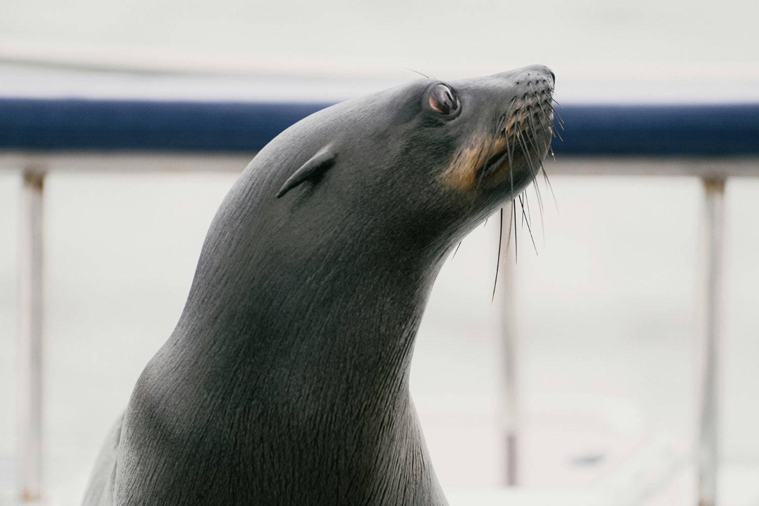 Foca En Zoologico