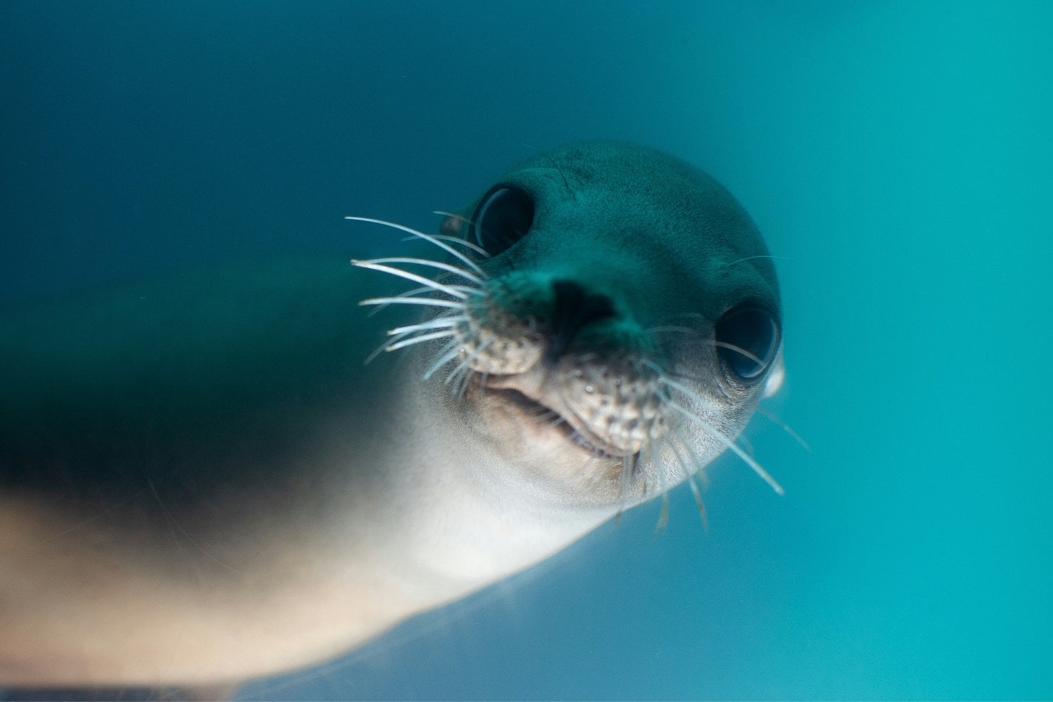 Foca