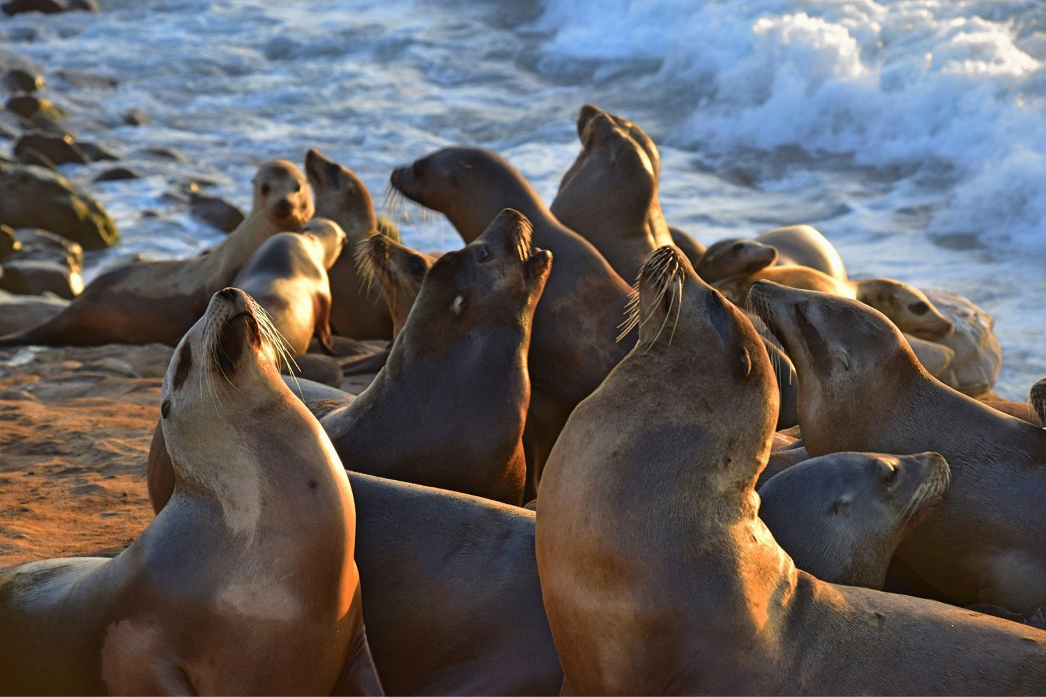 Focas En La Playa