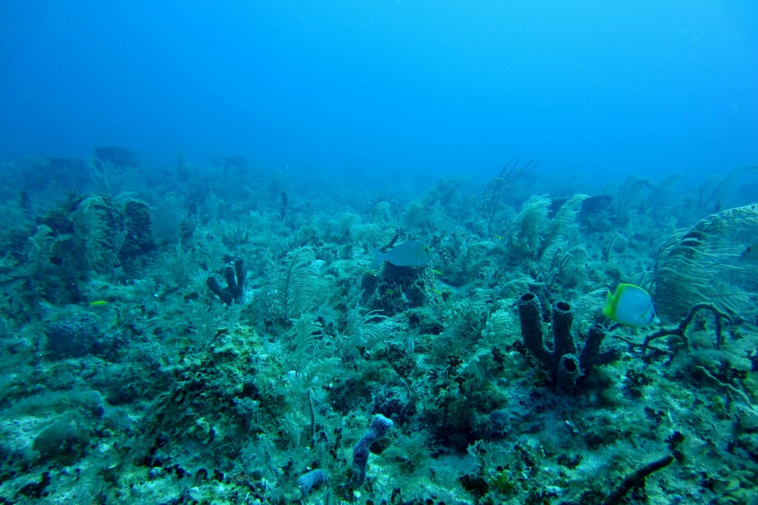 Fondo Del Mar