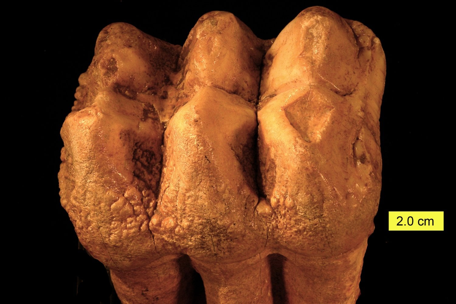Fosil De Mastodonte