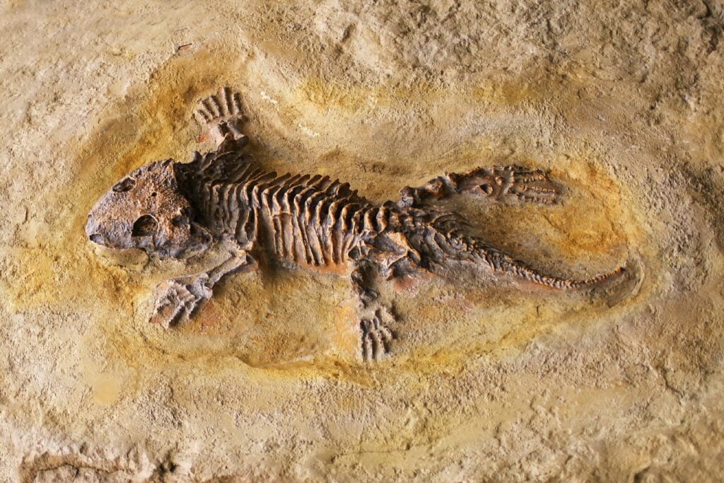 Fosil Lagarto