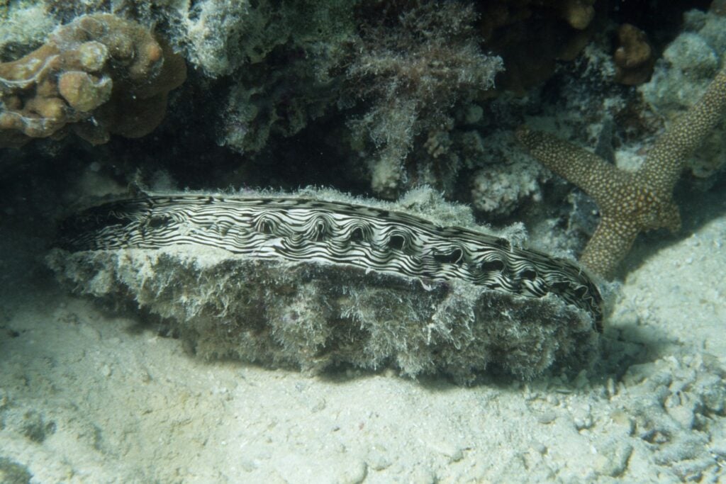 Gusano Marino