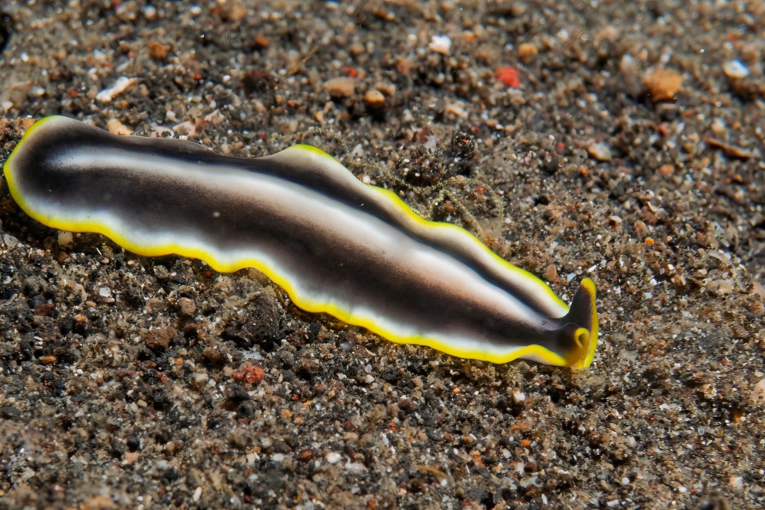 Gusano Marino Especie