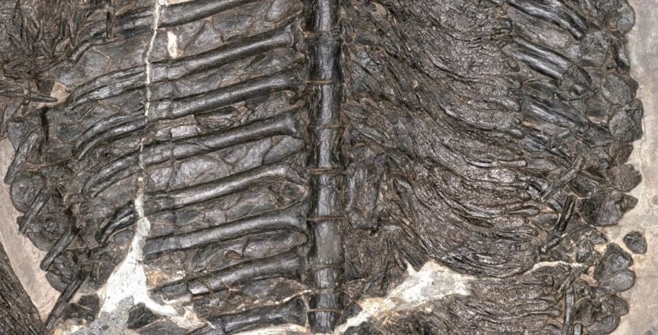 Holotype Gerrothorax Maritimus Armor 960x489