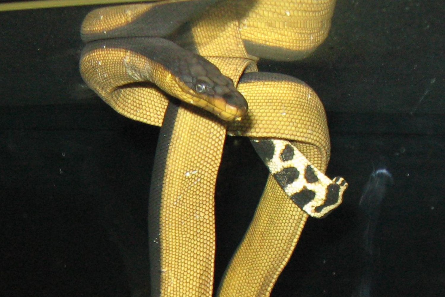 Hydrophis Platurus