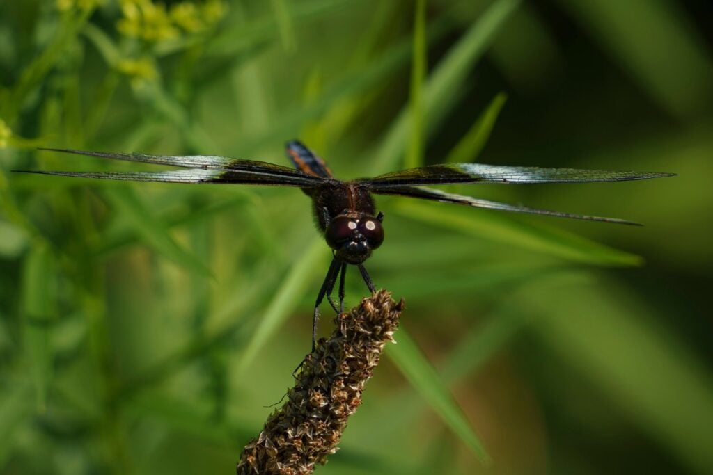 Insectos