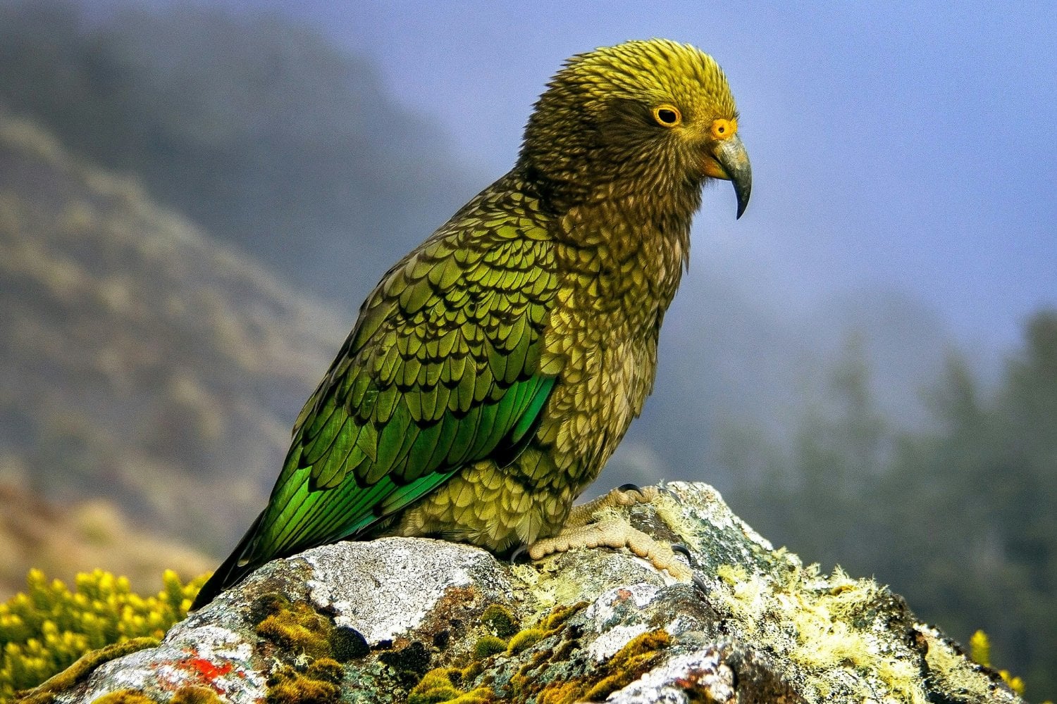 Kakapo En Piedra