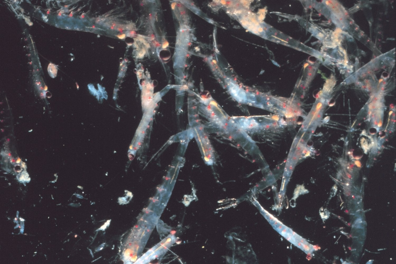 Krill