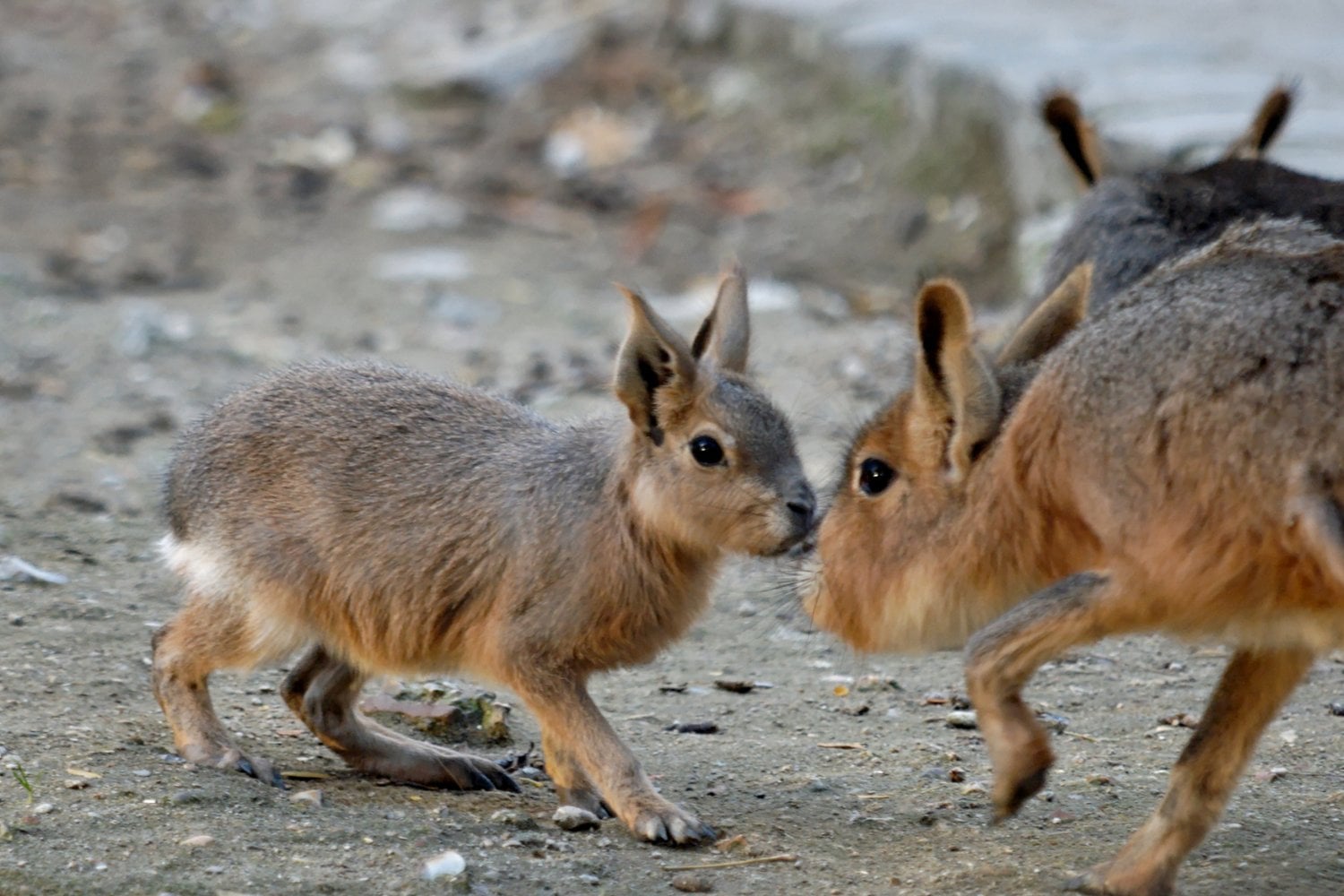 Mara Patagonica Joven