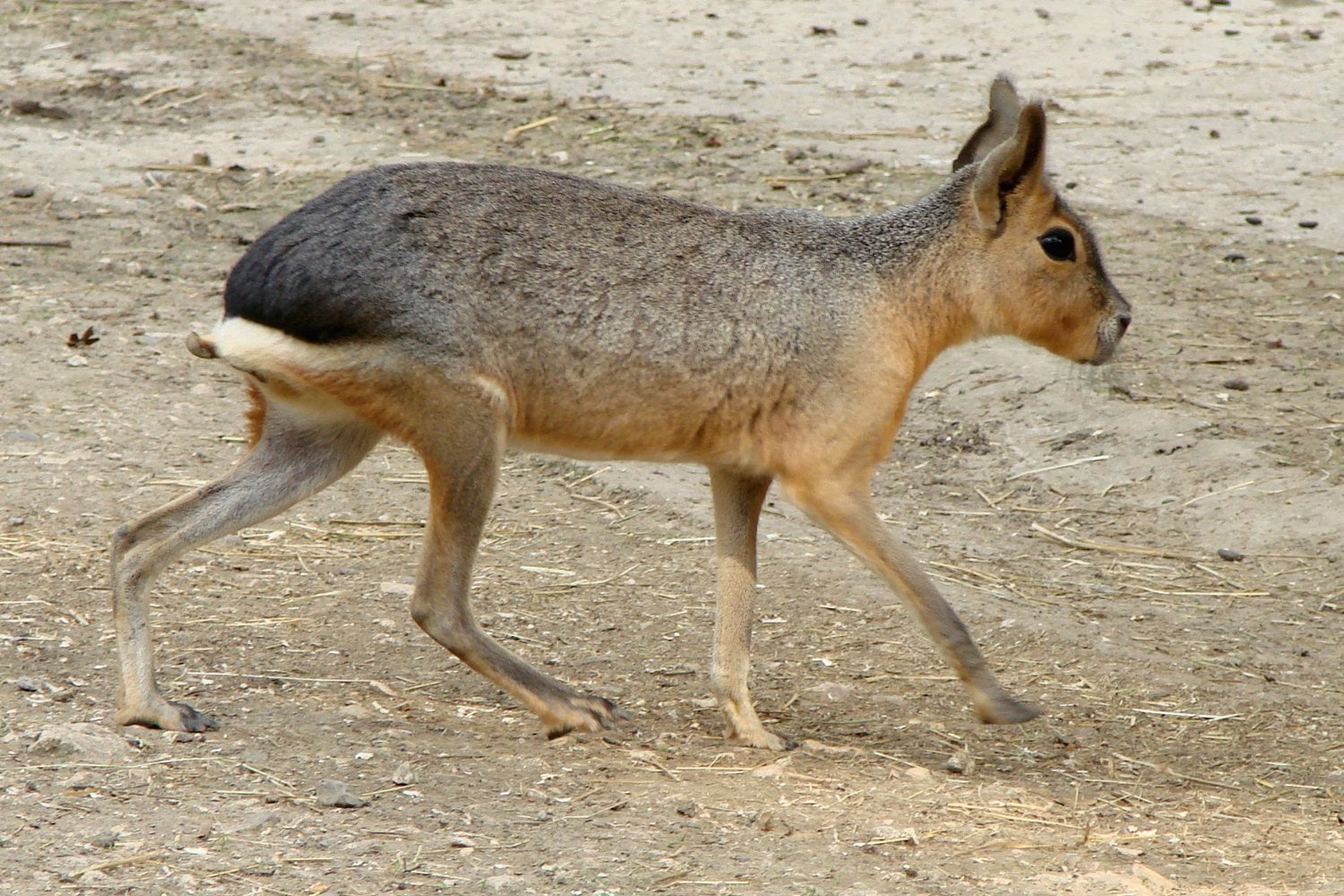 Mara Patagonica