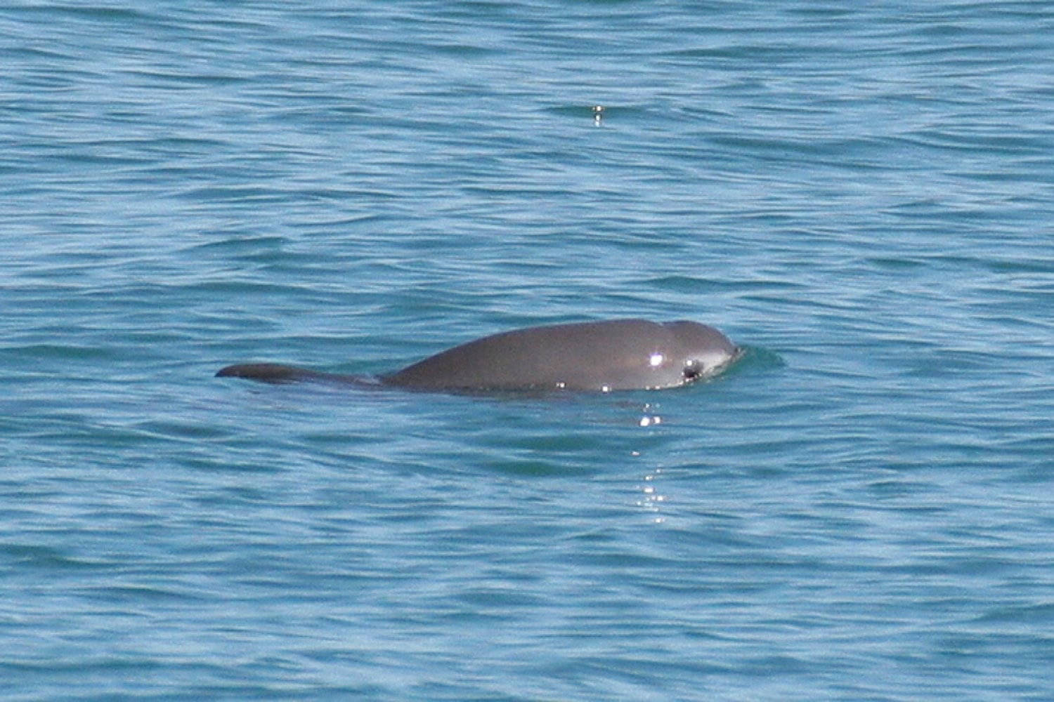 Marsopa