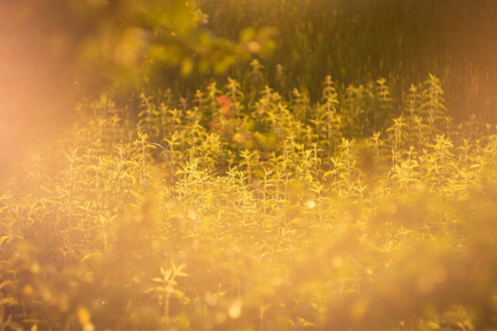 Naturaleza