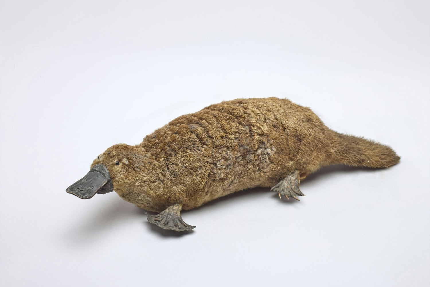 Ornitorrinco