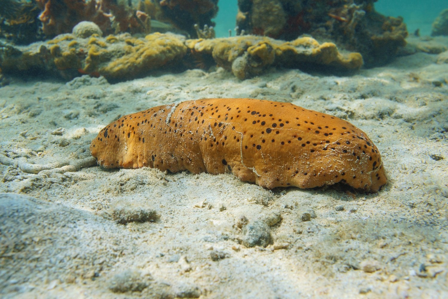Pepino De Mar