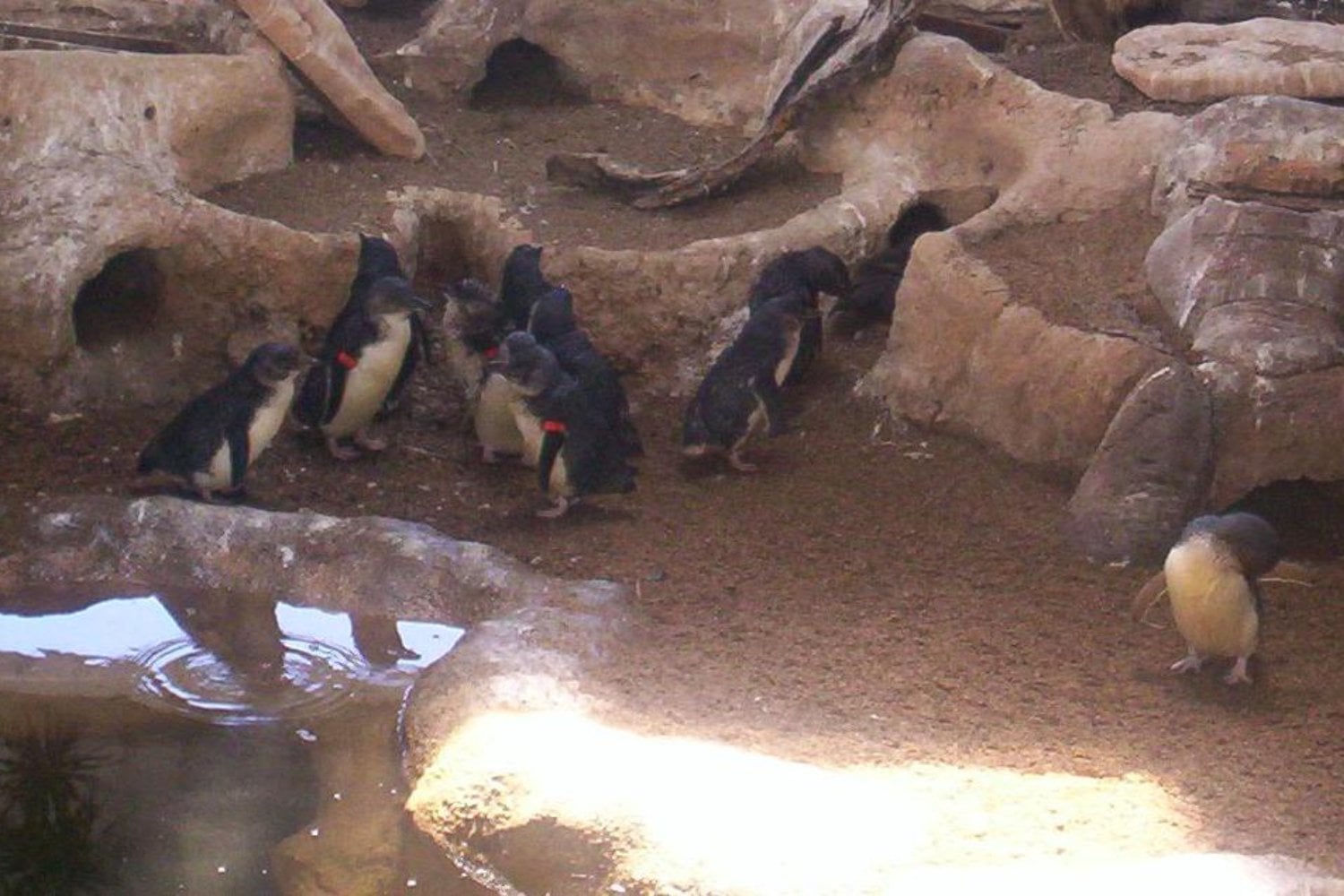 Pinguino Azul
