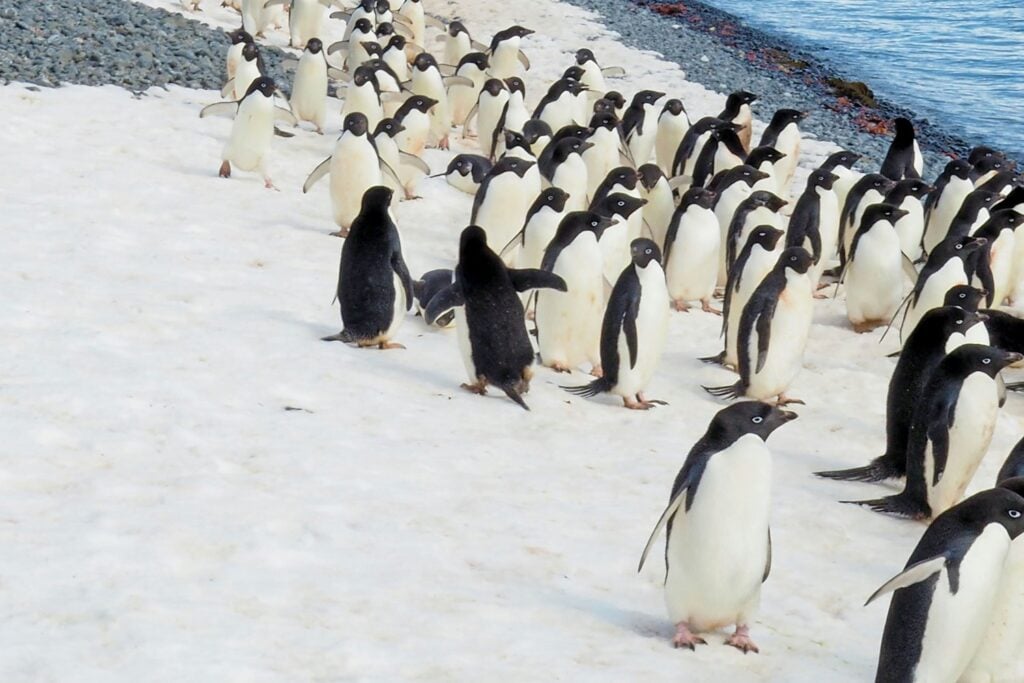 Pinguinos