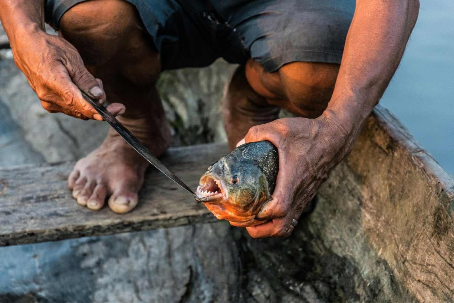 Piraña