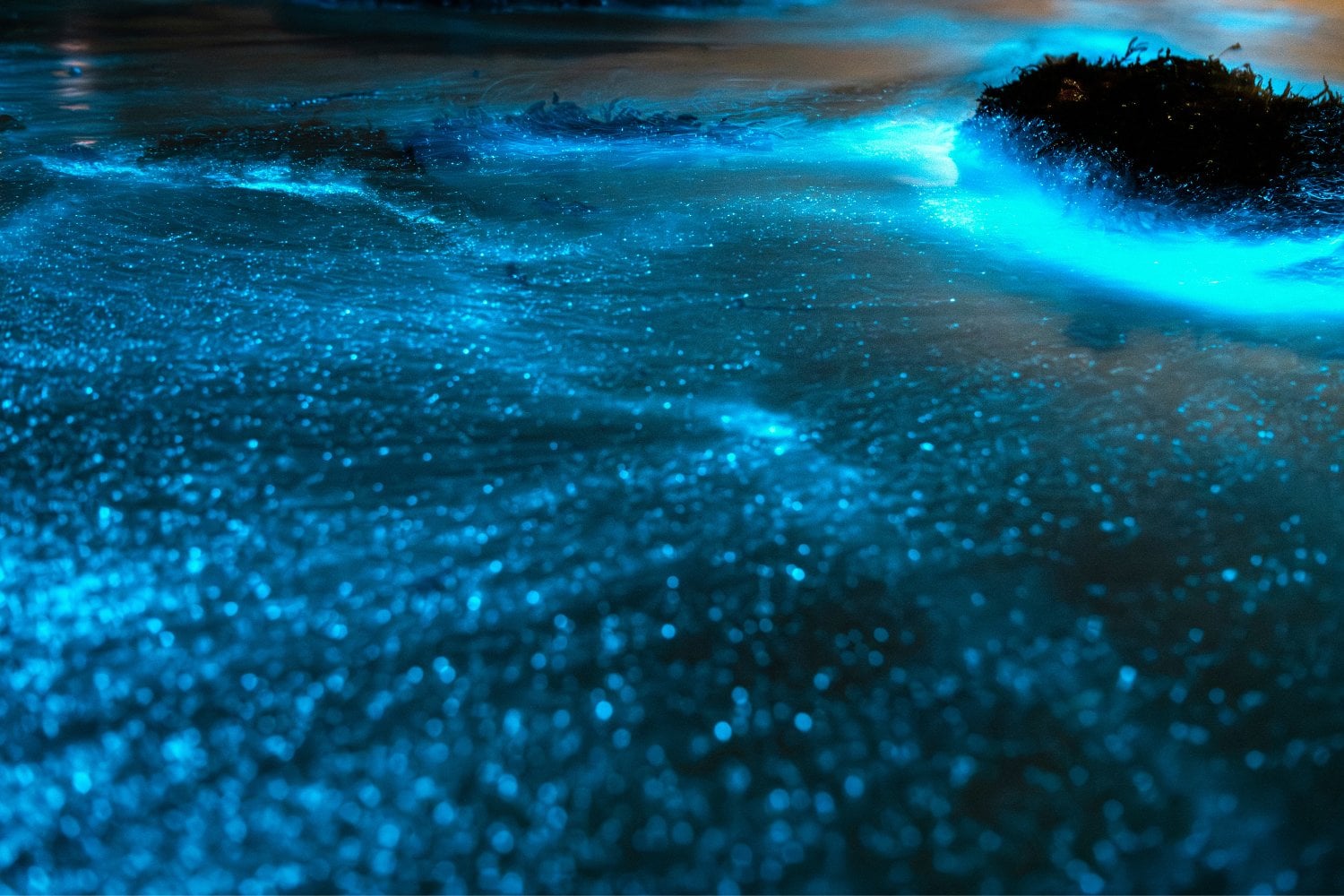Plancton Luminoso