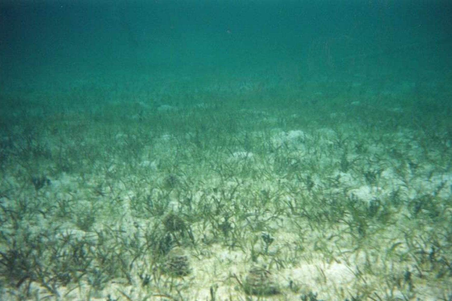 Praderas Marinas