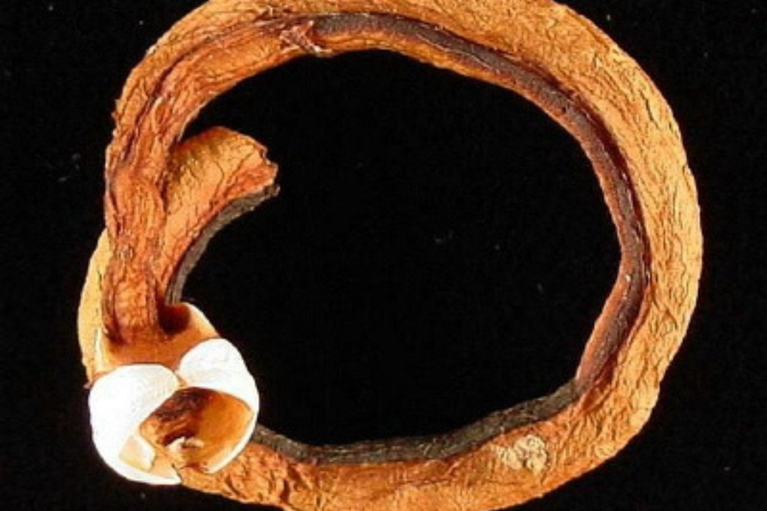 Shipworm