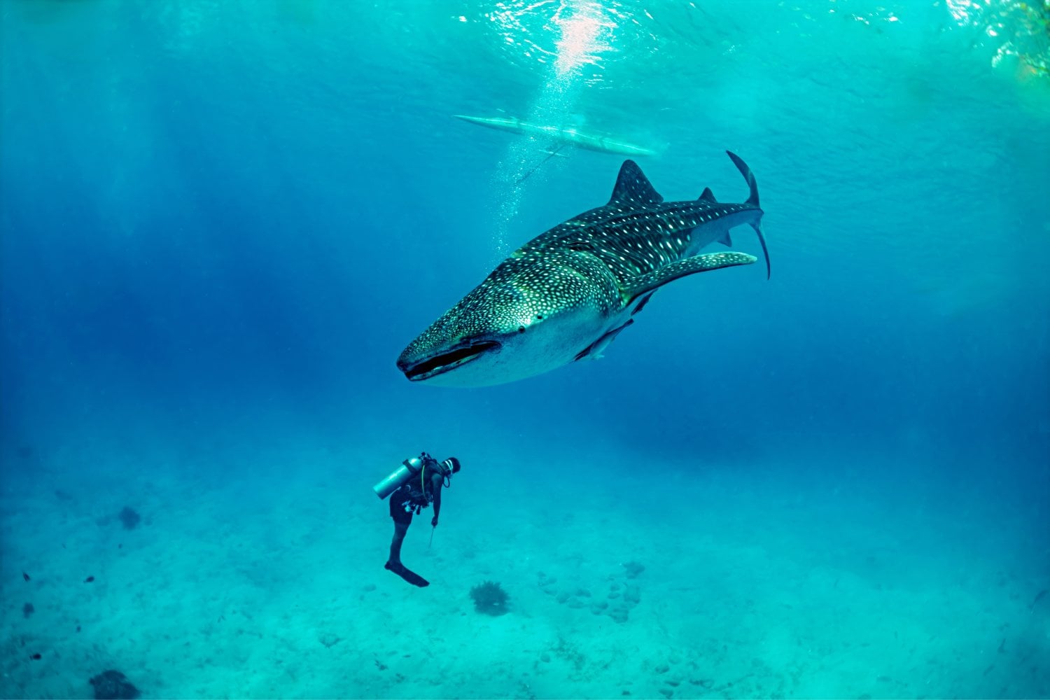 Tiburon Ballena