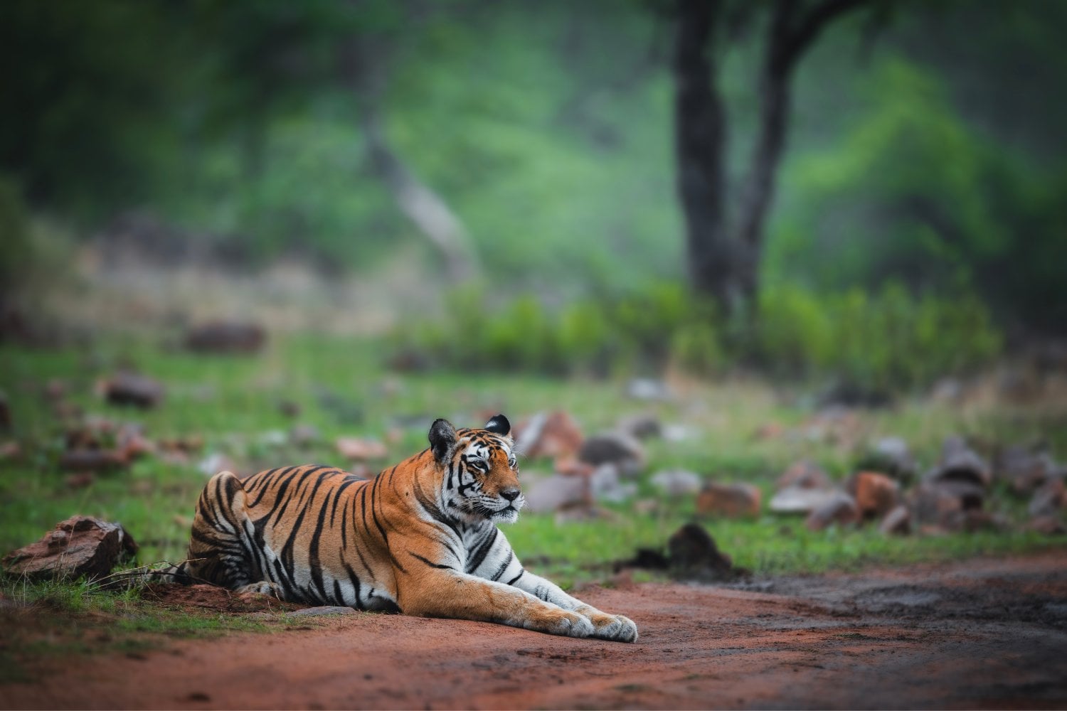 Tigre En Reserva De India