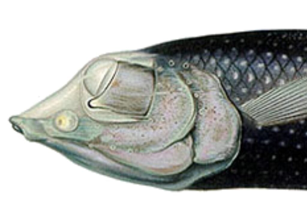 Winteria Telescopa