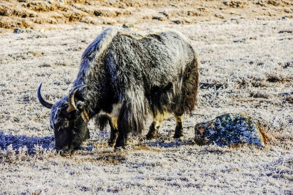 Yak